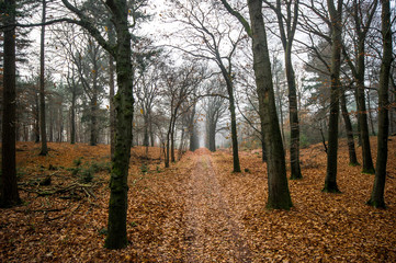 Fototapeta premium Herbststimmung im Nationalpark De Hoge Veluwe