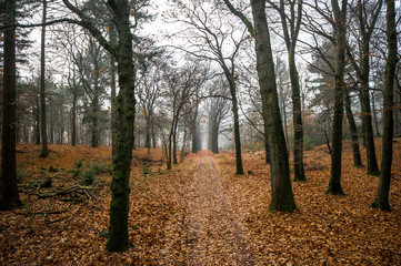 Herbststimmung im Nationalpark De Hoge Veluwe