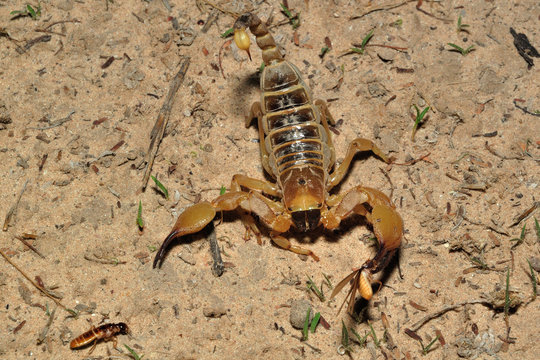 Burrowing scorpion eating termite allates