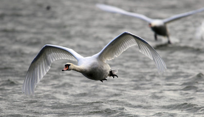 Swan flying over the River Danube at Zemun in the Belgrade Serbia.
