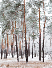 Pine forest covered with hoarfrost