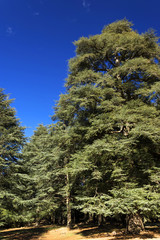 Cedar forest in Morocco, Africa