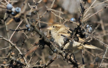 House Sparrow on branch, Passer domesticus
