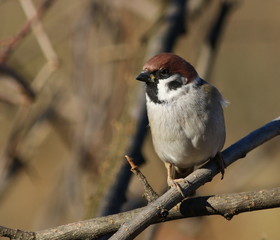 tree sparrow, passer montanus