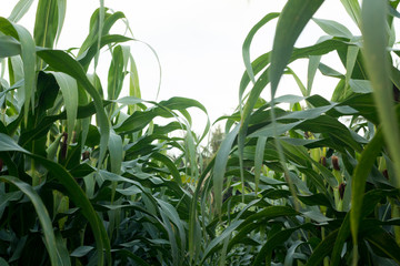 Green corn field in Thailand,Corn agriculture. Green nature. Rur