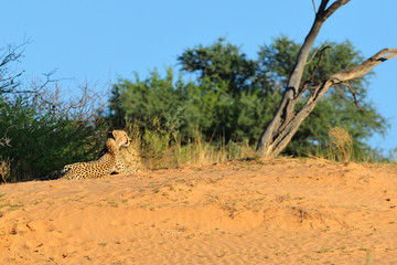 Cheetah resting on top of a sand dune