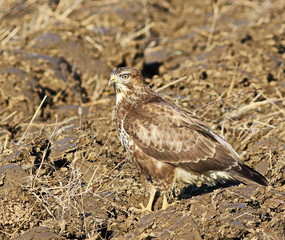 Common Buzzard, Buteo buteo