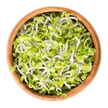 Radish sprouts in wooden bowl. Fresh yellow green germinated seeds of the root vegetable Raphanus sativus. Prominent ingredient in raw food diet. Isolated macro photo close up from above over white.