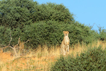 Cheetah sitting on top of a dune
