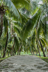 Obraz premium Coconut trees in the park