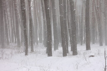 Snow covered pine trees in winter forest. Winter forest with trees. Outdoor woods nature landscape...