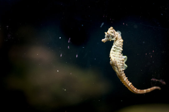 Hippocampus Bilder Durchsuchen 8,564 Archivfotos, und
