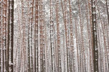 Snow covered pine trees in winter forest. Winter forest with trees. Outdoor woods nature landscape at cold day. Cold day in snowy winter forest.