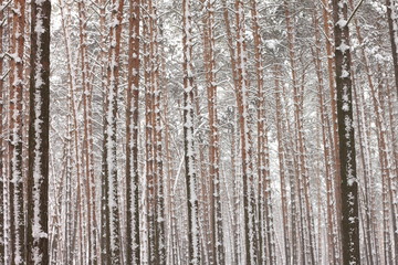 Obraz premium Snow covered pine trees in winter forest. Winter forest with trees. Outdoor woods nature landscape at cold day. Cold day in snowy winter forest.