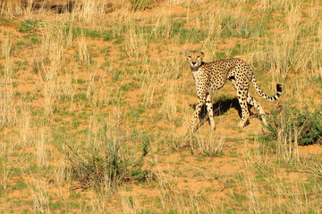 Cheetah walking down a dune
