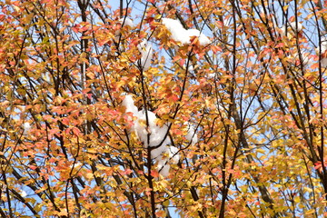 季節外れの雪の公園