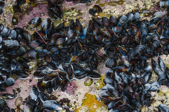 Mussels in the rocks