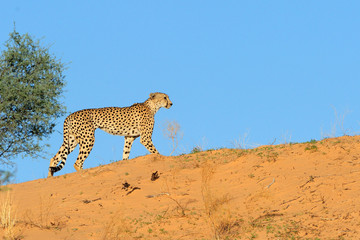 Cheetah walking on the ridge of a sand dune