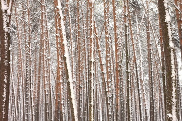 Snow covered pine trees in winter forest. Winter forest with trees. Outdoor woods nature landscape at cold day. Cold day in snowy winter forest.