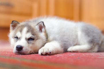 Fototapeta na wymiar siberian husky puppy sleeping in the home on old red vintage carpet.
