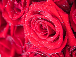 Closeup red rose with water dew drops 5