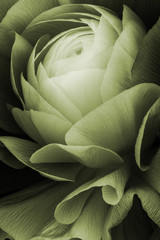 Obraz premium 花