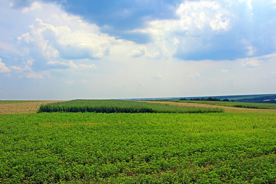 View of green lucerne field under blue sky