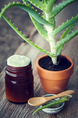 Aloe plant in pot, bottle of organic aloe vera cream or ointment