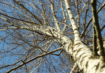 Birch tree