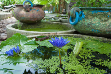 Beautiful blue Lotus in the Botanical garden