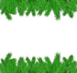 fir branches on a white background
