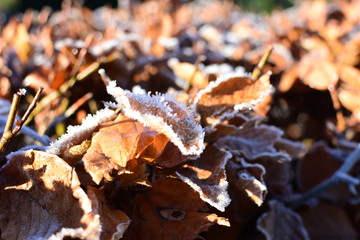 Brown Frozen leaves background texture symbolizing winter mornings