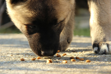 Puppy eating