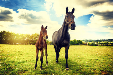 Summer country landscape with horse and foal - obrazy, fototapety, plakaty