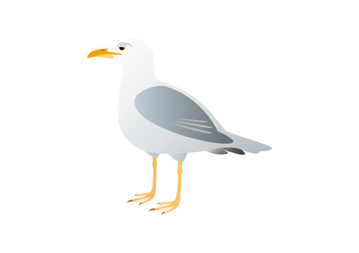 Gull on a white background. Illustration seagull. Lone seagull standing