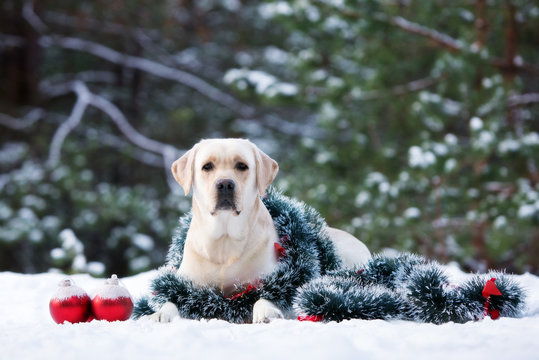 yellow labrador dog outdoors in winter