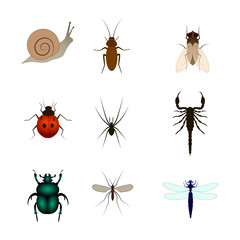 Set of different insects vector illustration. scorpion, fly, spider, snail, beetle, mosquito, butterfly, dragonfly, cockroach