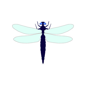 Dragonfly vector illustration isolated on a white background