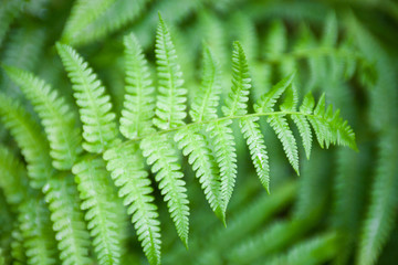 Green fern stems and leaves