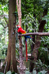 Macaw