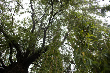 Obraz premium Green willow against the shiny sky background