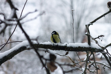 Fototapeta premium birds freeze on the branches. titmouse
