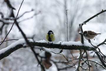 birds freeze on the branches. titmouse
