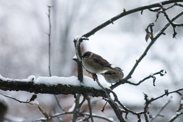 sparrows freeze on the branches