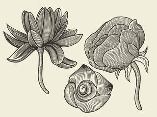 flowers - hand drawn collection