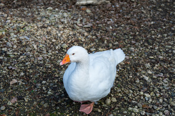 Vogel Ente am Wasser