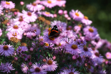 Butterfly among the flowers. 