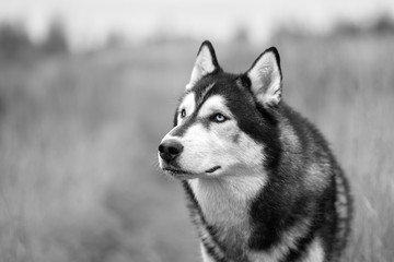Husky portrait. Siberian husky. Russia. Black & White.