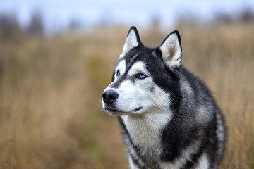 Husky portrait. Siberian husky. Russia.