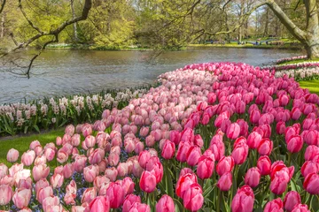 Fotobehang Fluor Roze Nice tulip garden in Netherlands  © pcalapre